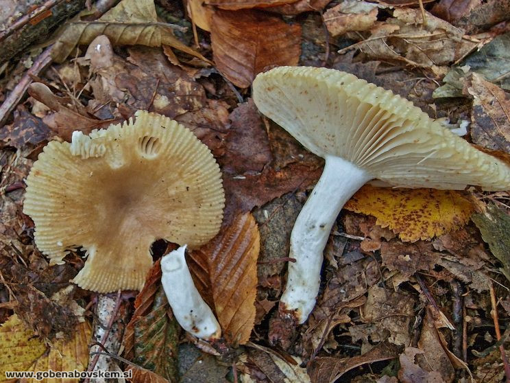 RUSSULA PRAETERVISA2