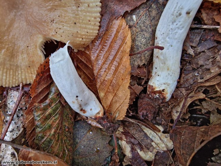 RUSSULA PRAETERVISA3
