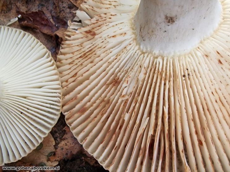 RUSSULA PRAETERVISA4