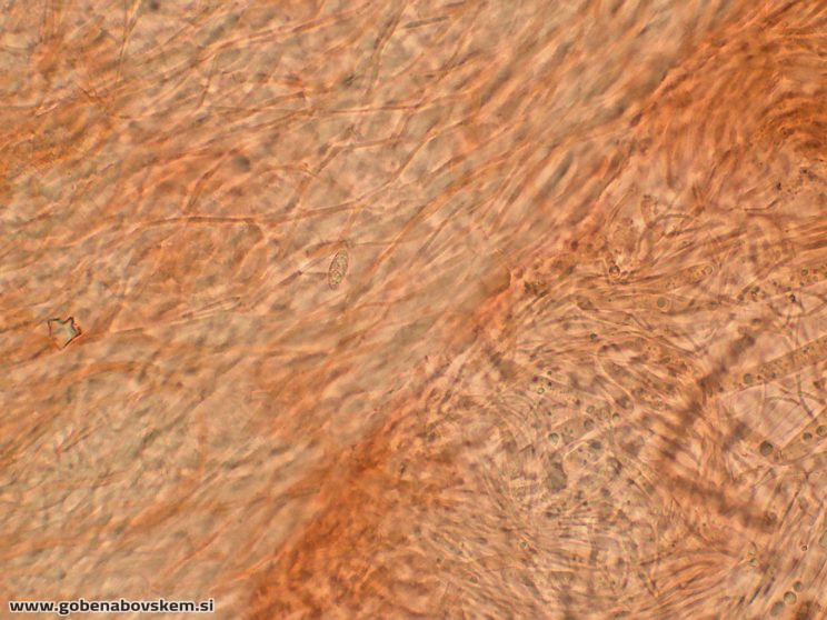 RUTSTROEMIA FIRMA (1)