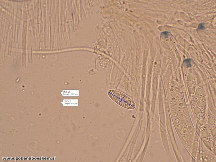 RUTSTROEMIA FIRMA (10)