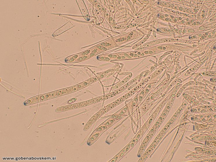 RUTSTROEMIA FIRMA (11)