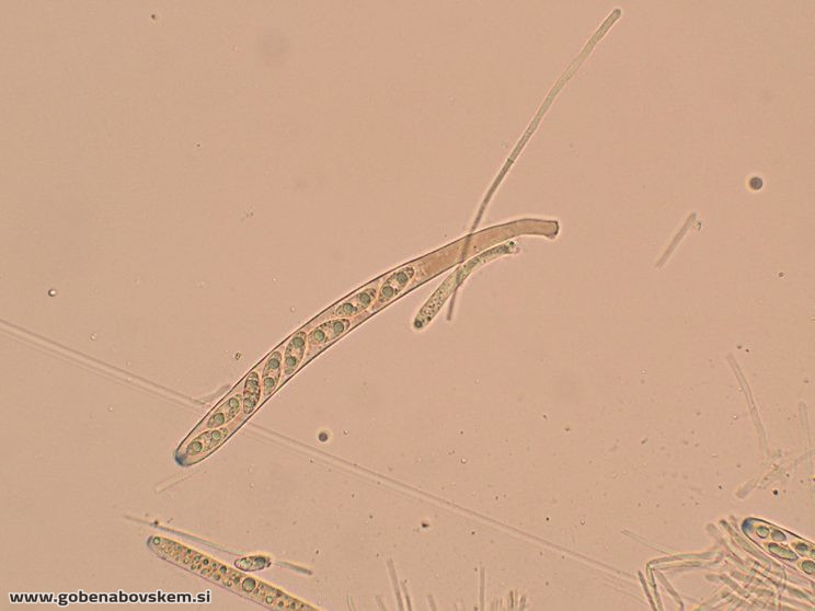 RUTSTROEMIA FIRMA (12)