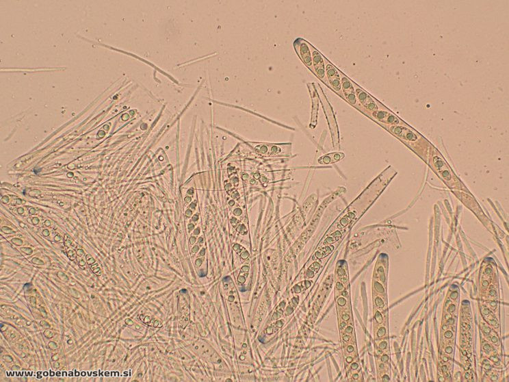 RUTSTROEMIA FIRMA (13)