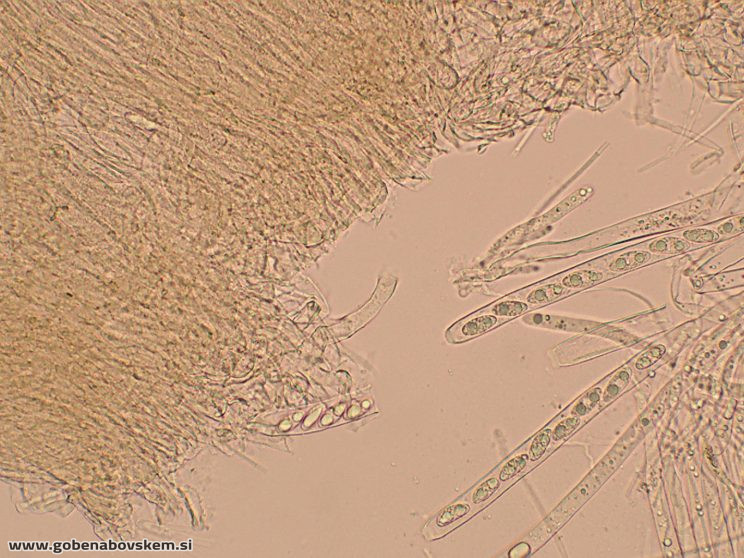RUTSTROEMIA FIRMA (20)