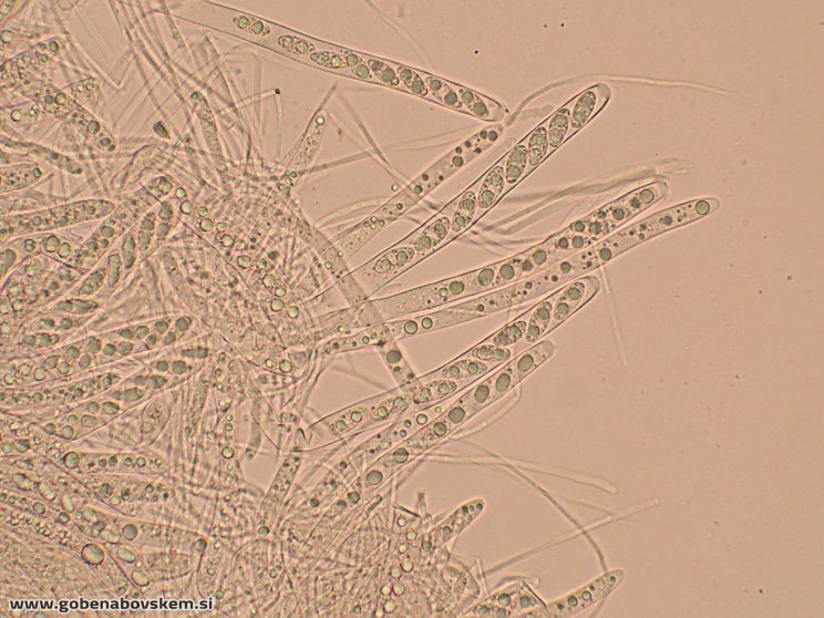RUTSTROEMIA FIRMA (23)
