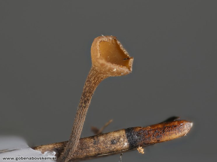 Stacked from 70 images. Method=C (S=3)