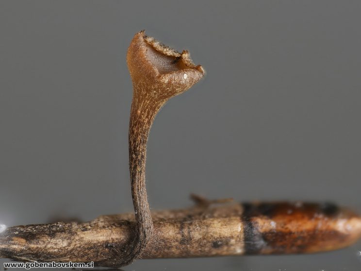 Stacked from 71 images. Method=C (S=3)