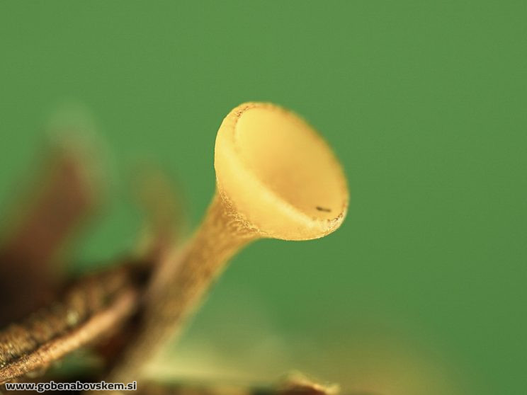 Stacked from 5 images. Method=C (S=3)