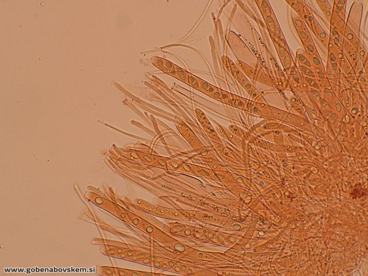 RUTSTROEMIA FIRMA (5)