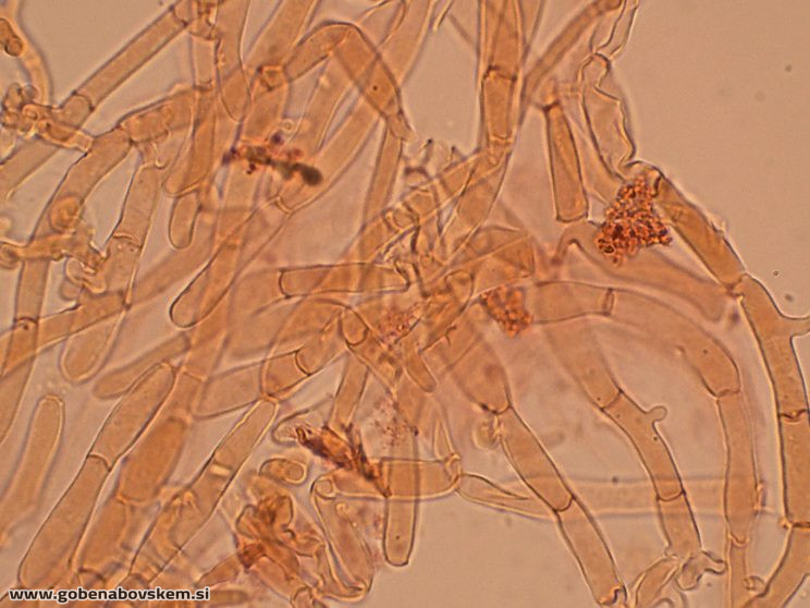 RUTSTROEMIA FIRMA (7)