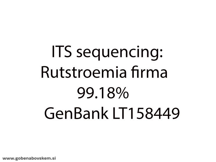 RUTSTROEMIA FIRMA