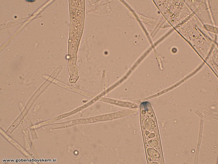 RUTSTROEMIA FIRMA (8)