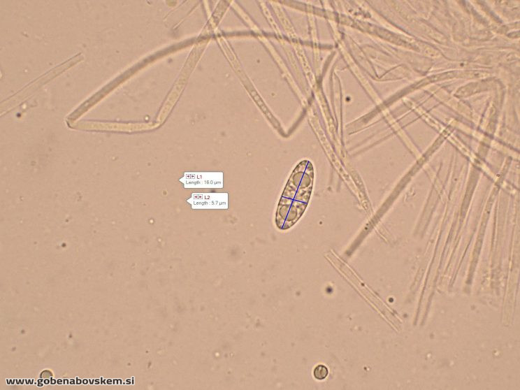 RUTSTROEMIA FIRMA (9)