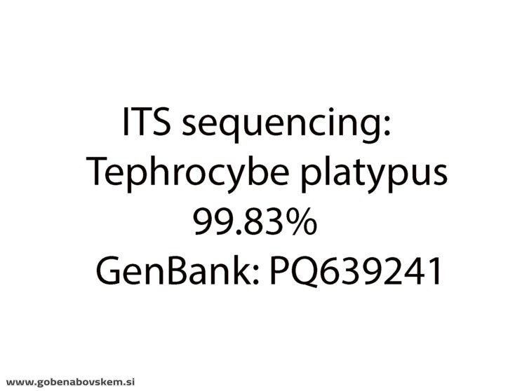 TEPHROCYBE PLATYPUS ČURI
