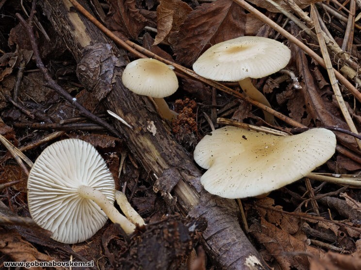 TEPHROCYBE PLATYPUS ČURI2