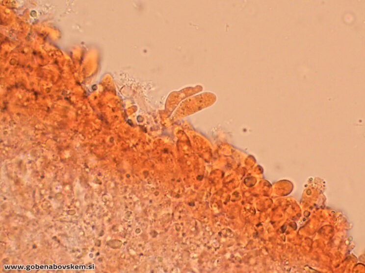 TEPHROCYBE PLATYPUS ČURI8