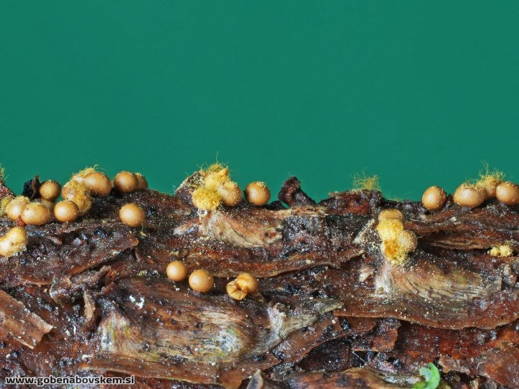 Stacked from 27 images. Method=B (R=5,S=4)