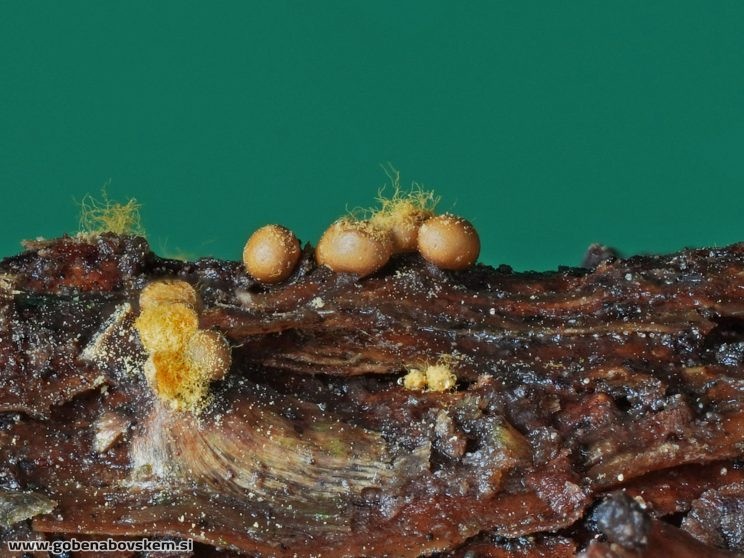 Stacked from 27 images. Method=B (R=5,S=4)