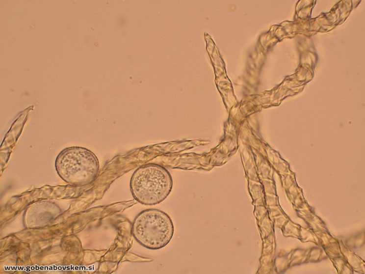 TRICHIA VARIA LEPENA5