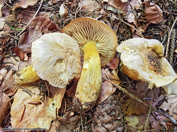 TRICHOLOMA SULPHUREUM