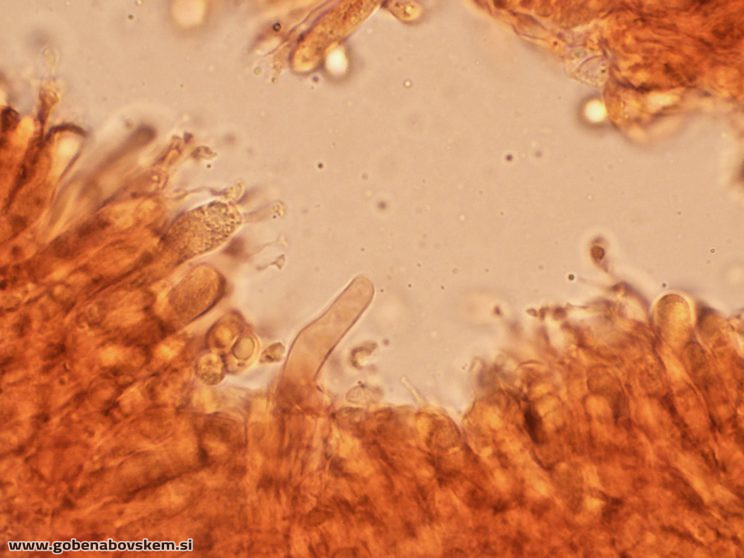 PSEUDOPORPOLOMA PES CAPRAE