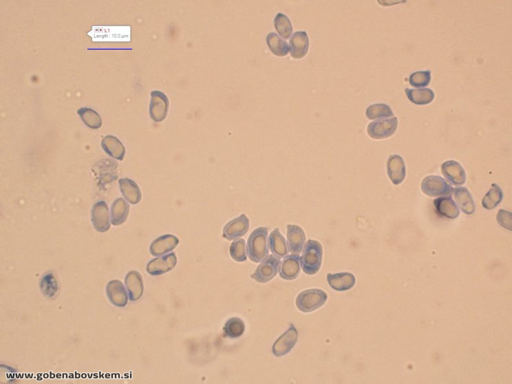 PSEUDOPORPOLOMA PES CAPRAE13