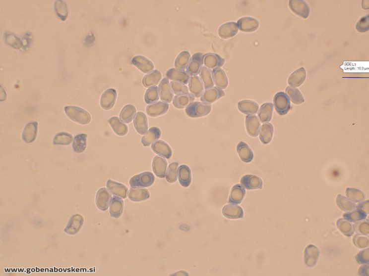 PSEUDOPORPOLOMA PES CAPRAE14