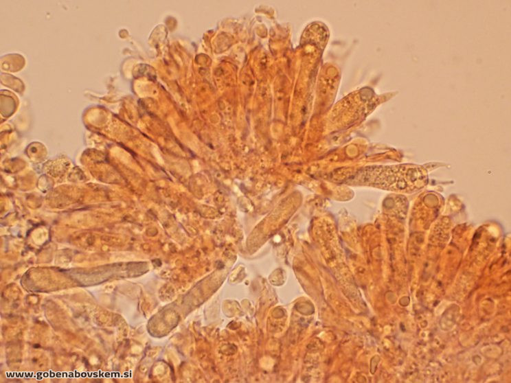 PSEUDOPORPOLOMA PES CAPRAE4