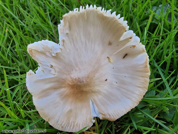 PSEUDPORPOLOMA PES CAPRAE2