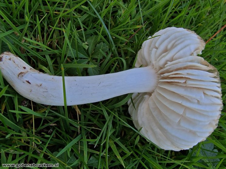 PSEUDPORPOLOMA PES CAPRAE3