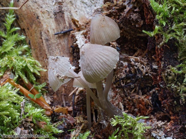 MYCENA ABRAMSII