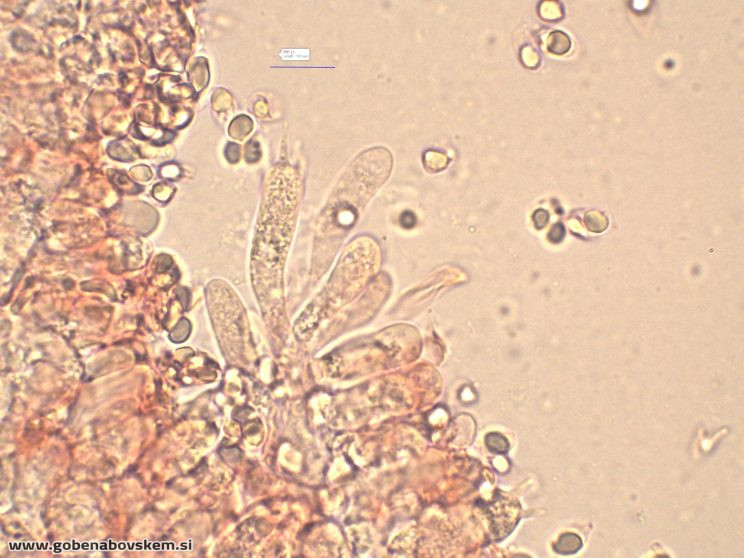 MYCENA ABRAMSII BASIDI