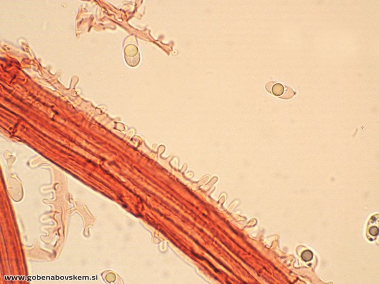 MYCENA ABRAMSII CHAULO