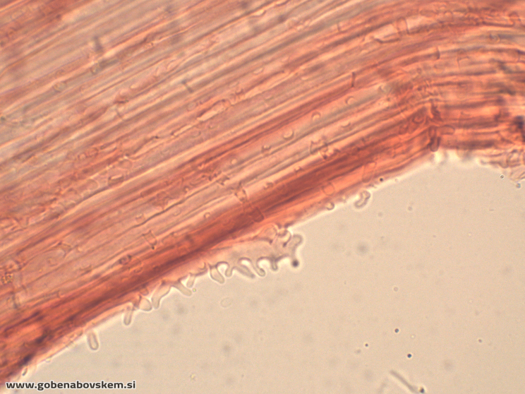 MYCENA ABRAMSII CHAULO10