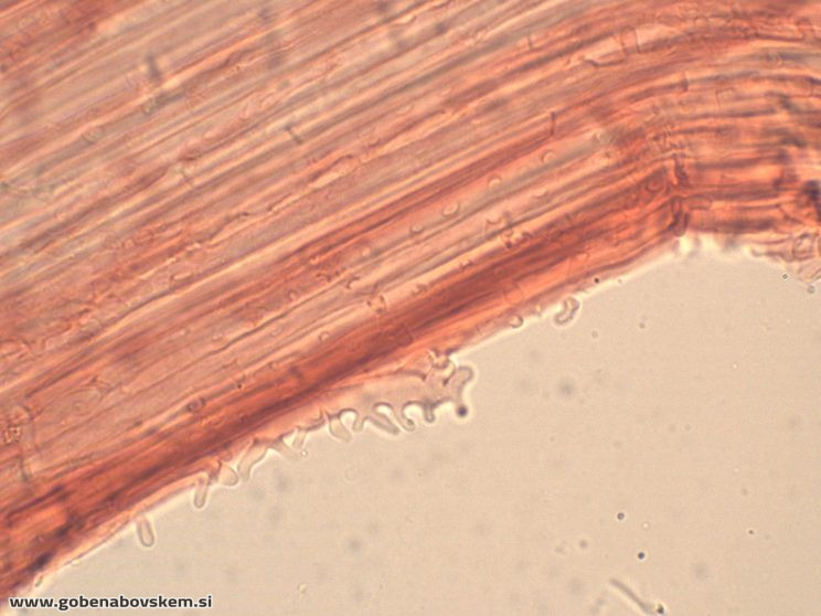 MYCENA ABRAMSII CHAULO12