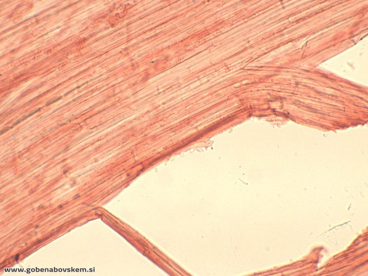 MYCENA ABRAMSII CHAULO15