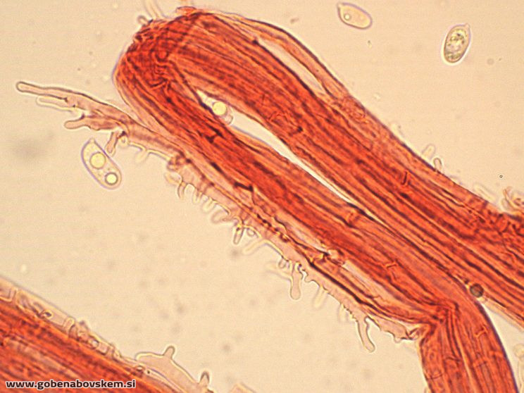 MYCENA ABRAMSII CHAULO2