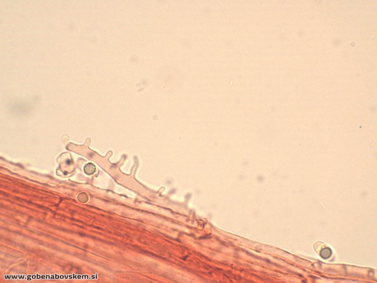 MYCENA ABRAMSII CHAULO3