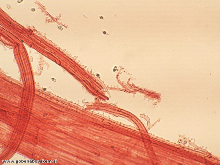 MYCENA ABRAMSII CHAULO3