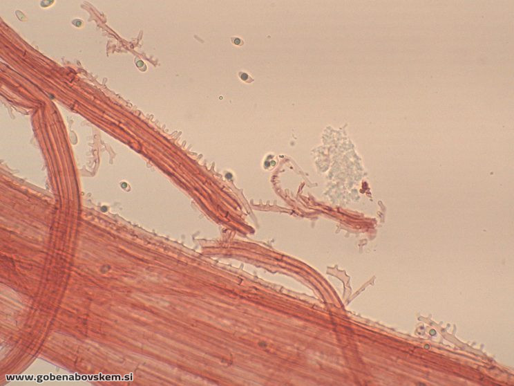 MYCENA ABRAMSII CHAULO4