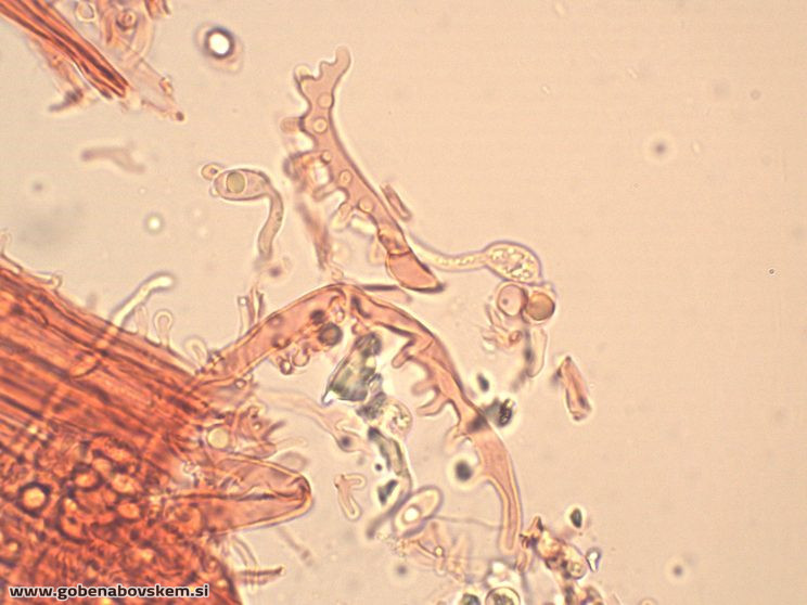 MYCENA ABRAMSII CHAULO6