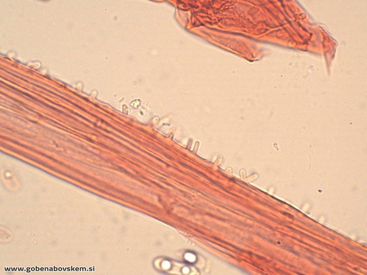 MYCENA ABRAMSII CHAULO7