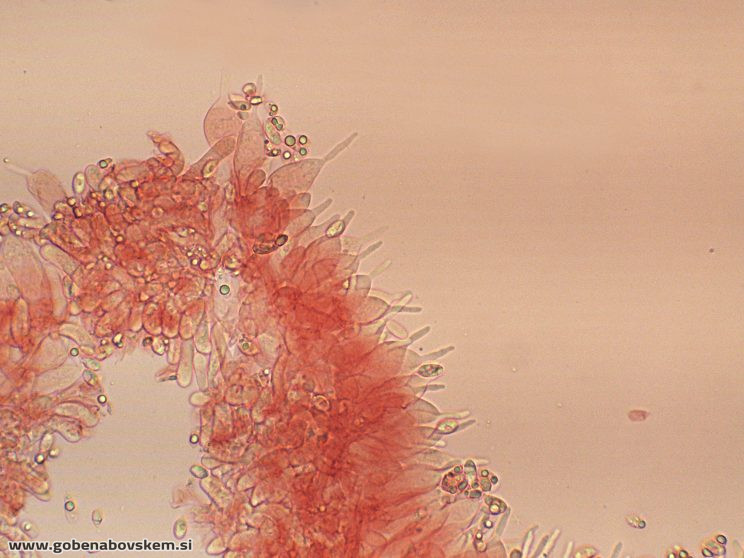 MYCENA ABRAMSII CHEILO