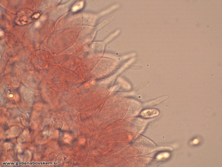 MYCENA ABRAMSII CHEILO