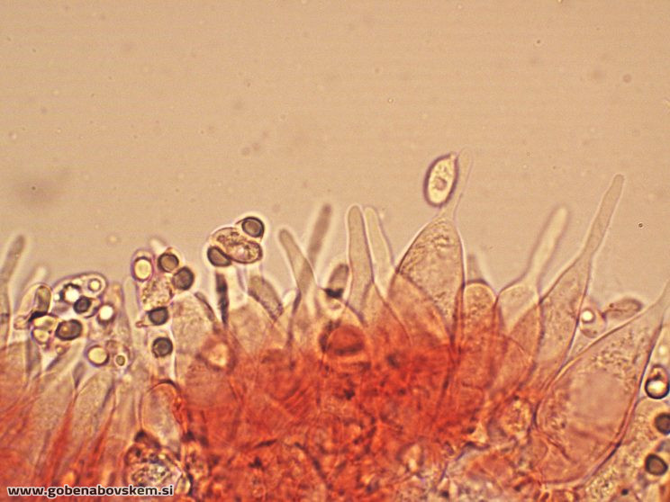 MYCENA ABRAMSII CHEILO2