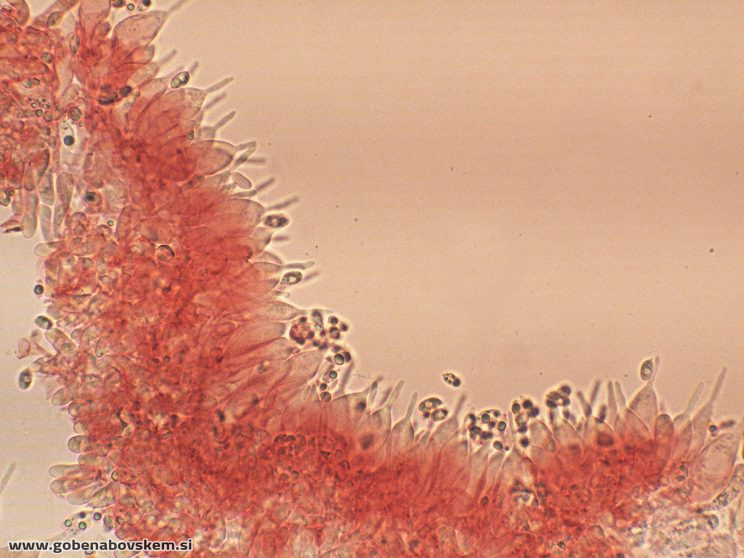 MYCENA ABRAMSII CHEILO3