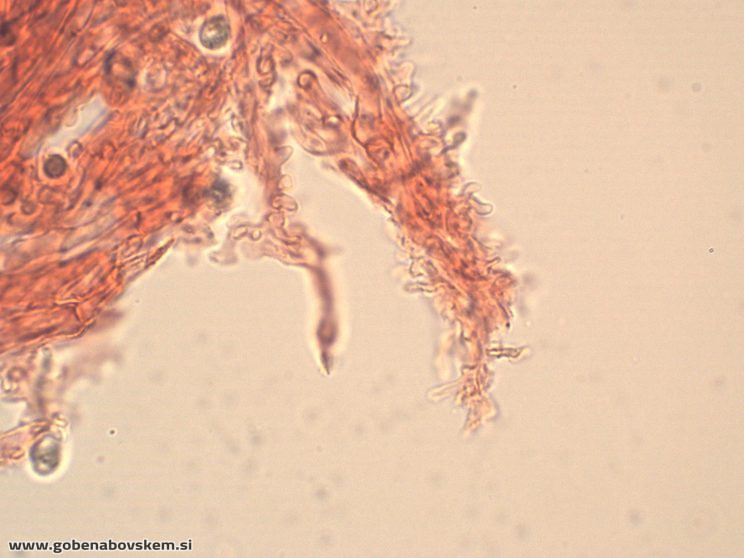 MYCENA ABRAMSII PP