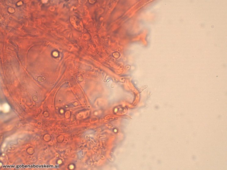 MYCENA ABRAMSII PP2