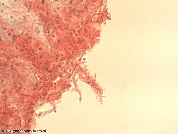 MYCENA ABRAMSII PP3